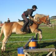 Haflinger Odessa