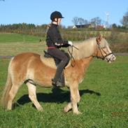 Haflinger Odessa