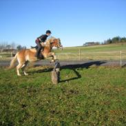 Haflinger Odessa