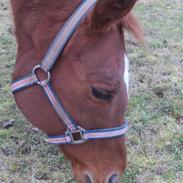 Dansk Varmblod Tresor