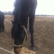 Traver Thilde Granly