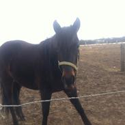 Traver Thilde Granly