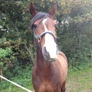 Dansk Varmblod Zacki