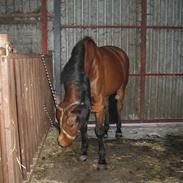 Dansk Varmblod Miss Carnival [Himmelhest]