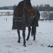 Dansk Varmblod Miss Carnival [Himmelhest]