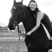 Dansk Varmblod Laurberggaard´s La belle (Toget)