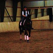 Dansk Varmblod Laurberggaard´s La belle (Toget)