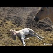 Fjordhest Laika á Jungshoved. *MIN PRINSESSE*