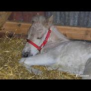 Fjordhest Laika á Jungshoved. *MIN PRINSESSE*