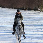 Anden særlig race Carreas (Pølle)