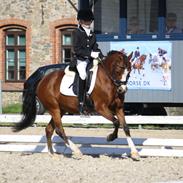 Welsh Pony (sec B) Sille  *A-pony*