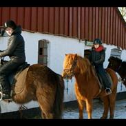 Islænder Fuglsangs Stefnir