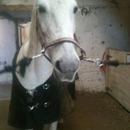 Anden særlig race Mickey