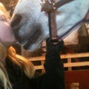 Anden særlig race Mickey