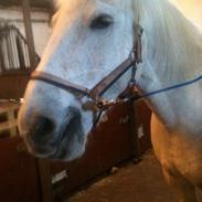 Anden særlig race Mickey