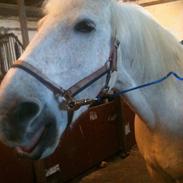 Anden særlig race Mickey