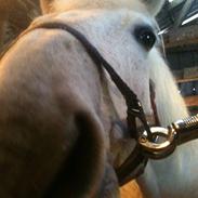 Anden særlig race Mickey