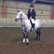 Anden særlig race Chester