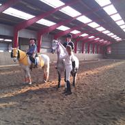 Anden særlig race Chester