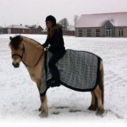 Fjordhest Alfred [Kvart Part]