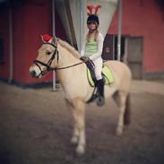 Fjordhest Alfred [Kvart Part]