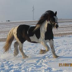 Irish Cob <3 Kaipo <3 