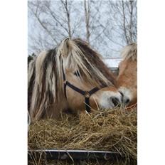 Fjordhest Fairith Kjeldsvang Solgt