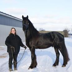 Irish Cob Crossbreed Rocky of Ryan