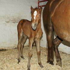 Anden særlig race Garcia Fox pox solgt