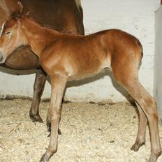 Anden særlig race Garcia Fox pox solgt