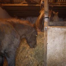 Anden særlig race Garcia Fox pox solgt