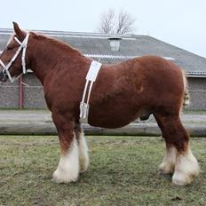 Jyde Findus Tindbæklund