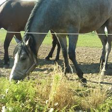 Dansk Varmblod Herslev Mark's Chelina