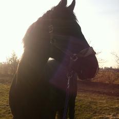 Oldenborg Almsgaards olympia