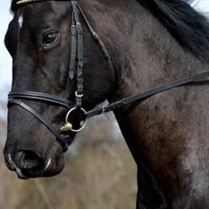 Oldenborg Almsgaards olympia