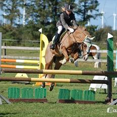 Anden særlig race Amadeus *Ama*