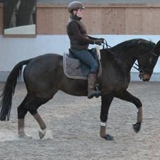 Trakehner Roloff