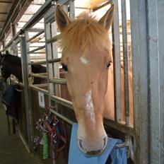 Anden særlig race Lotte