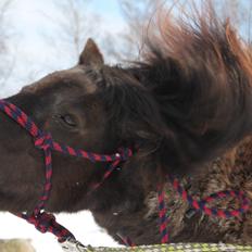Anden særlig race Tulle