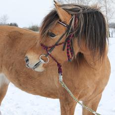 Anden særlig race Zille