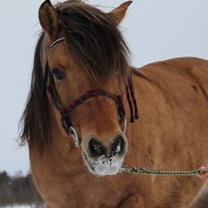Anden særlig race Zille
