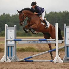 Dansk Varmblod Montana -S