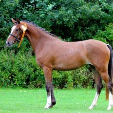 DSP Babett Bitsch - B-pony