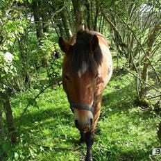 Anden særlig race Bølle Bob