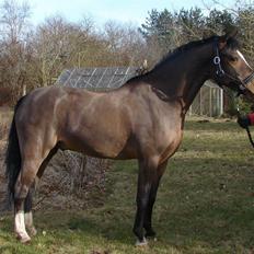 Welsh Pony (sec B) Mekado