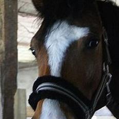 Welsh Pony (sec B) Mekado