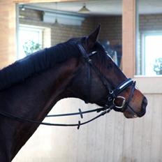 Dansk Varmblod Kronborgs Deco - HINGST