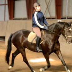 Dansk Varmblod Lammehaven's Rosita (Baby)