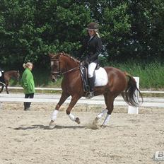 Anden særlig race Potter (Rideskole hest)