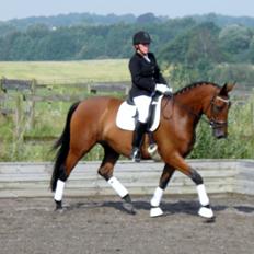 Dansk Varmblod Fredbo's Accord